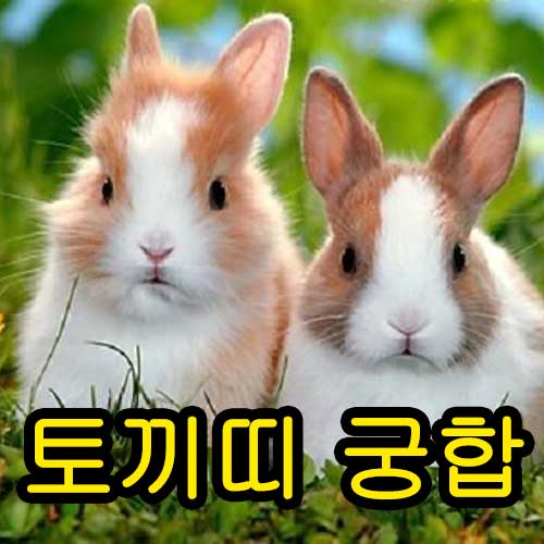 토끼띠 궁합 썸네일