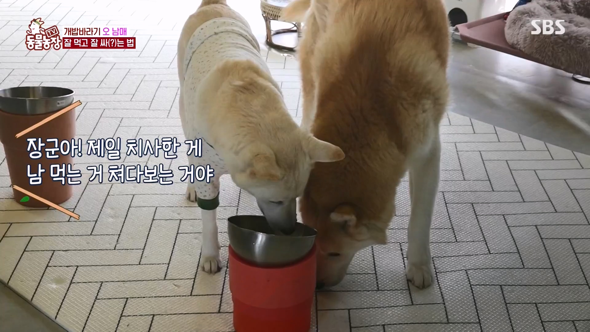 TV 동물농장.E1166.240407p-NEXT.mp4_20240407_164455.823.jpg
