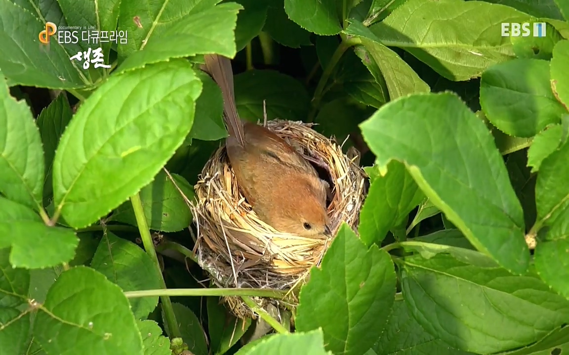생존 3부_ EBS 다큐프라임_ 220629.avi_20220701_204501.224.jpg
