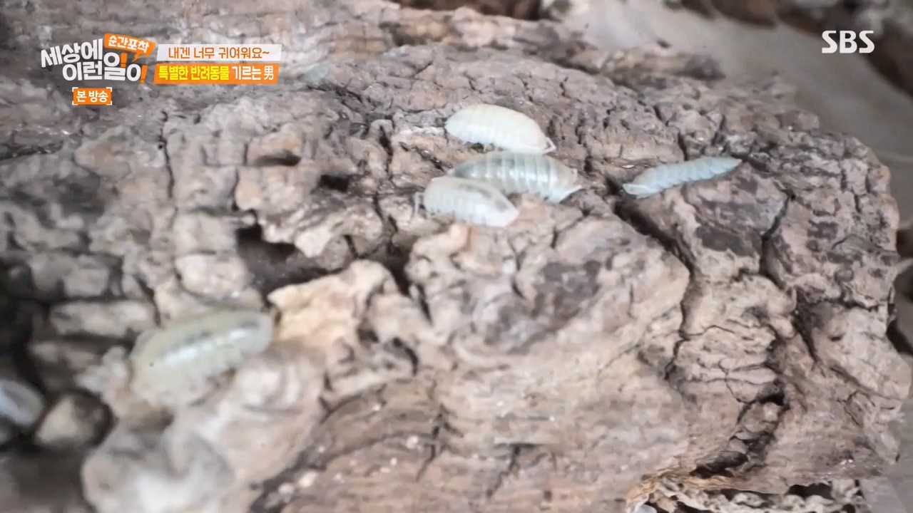 순간포착 세상에 이런일이.E1269.240317p-NEXT.mp4_20240317_163614.925.jpg