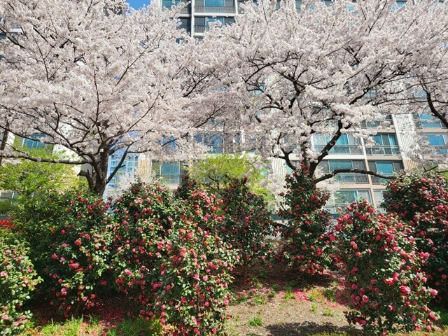 온천천 산책로의 벚꽃과 동백꽃