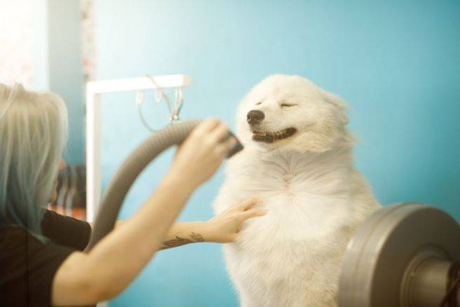 강아지 훈련