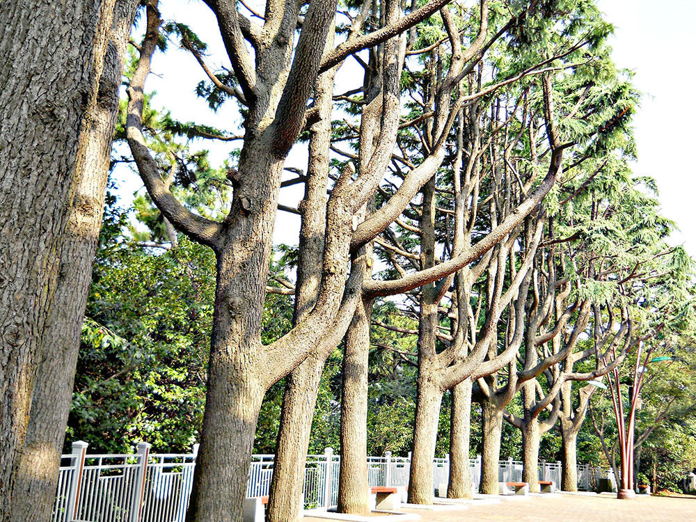 동백섬(Dongbaekseom Island) 