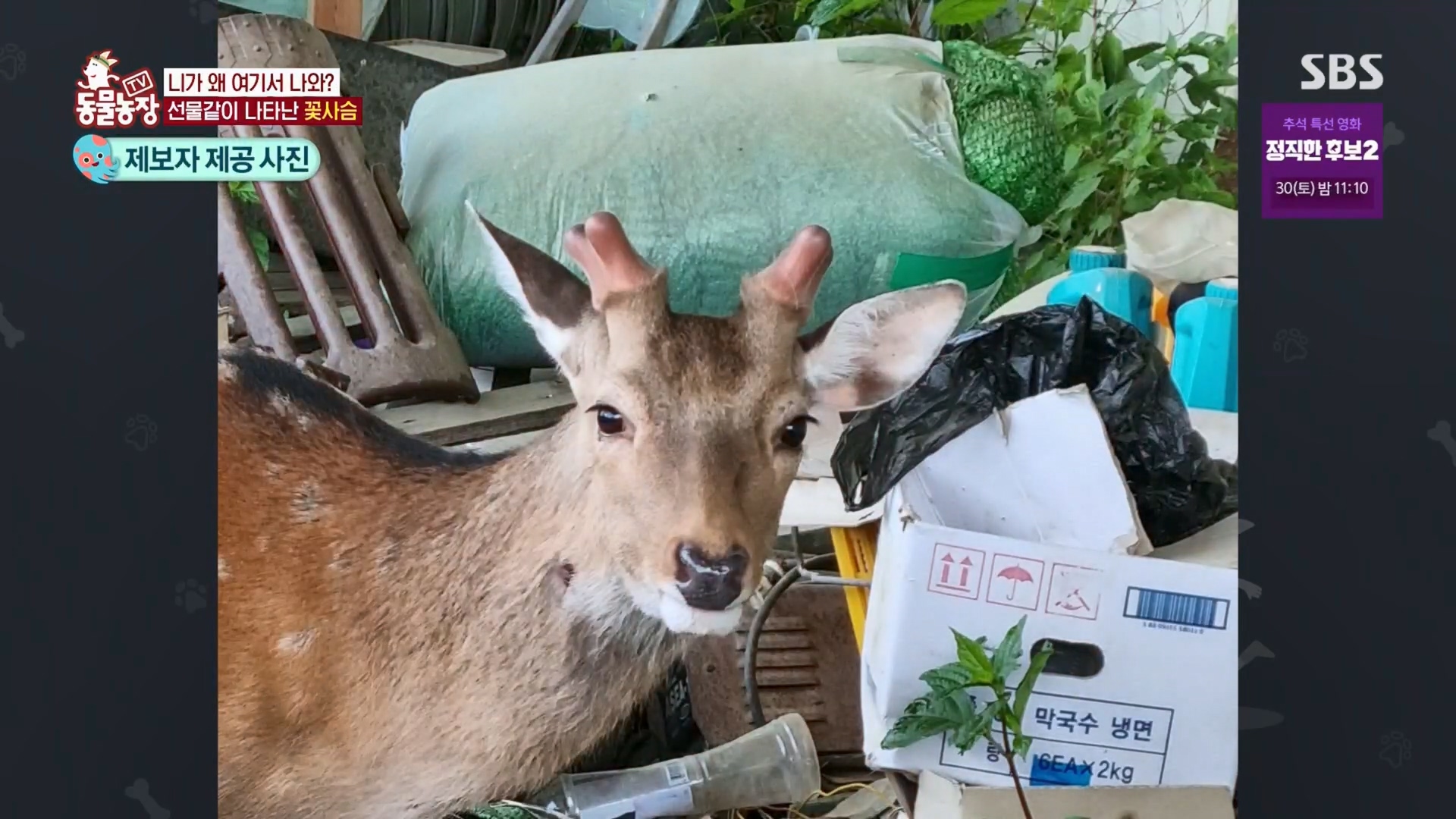 TV 동물농장.E1139.230924p.H264-F1RST.mp4_20230924_171706.728.jpg