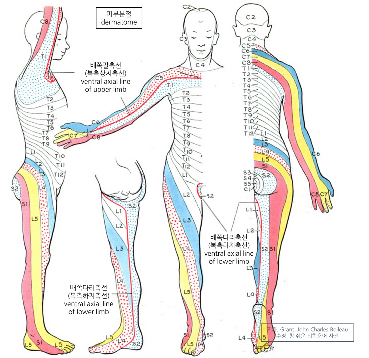 의학용어 dermatome 뜻 피부분절, 피부절편기, 더마톰