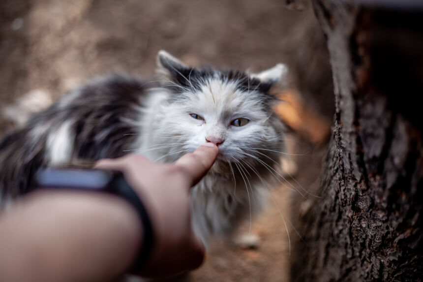  고양이 코로 알아보는 고양이 건강! 코를 유심히 살펴보자
