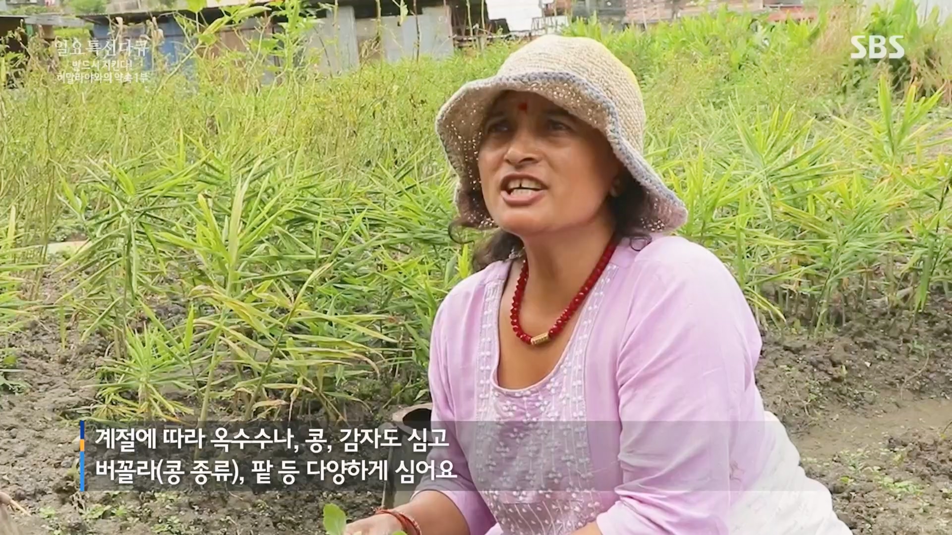 일요 특선 다큐멘터리.E333.231224p.H264-F1RST.mp4_20231225_160940.197.jpg