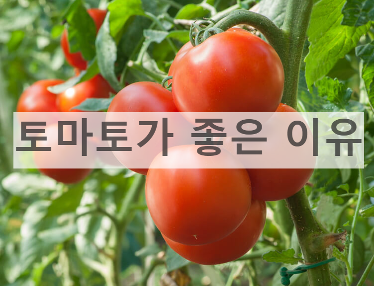  토마토쥬스 한잔의 효과 토마토주스 만들기