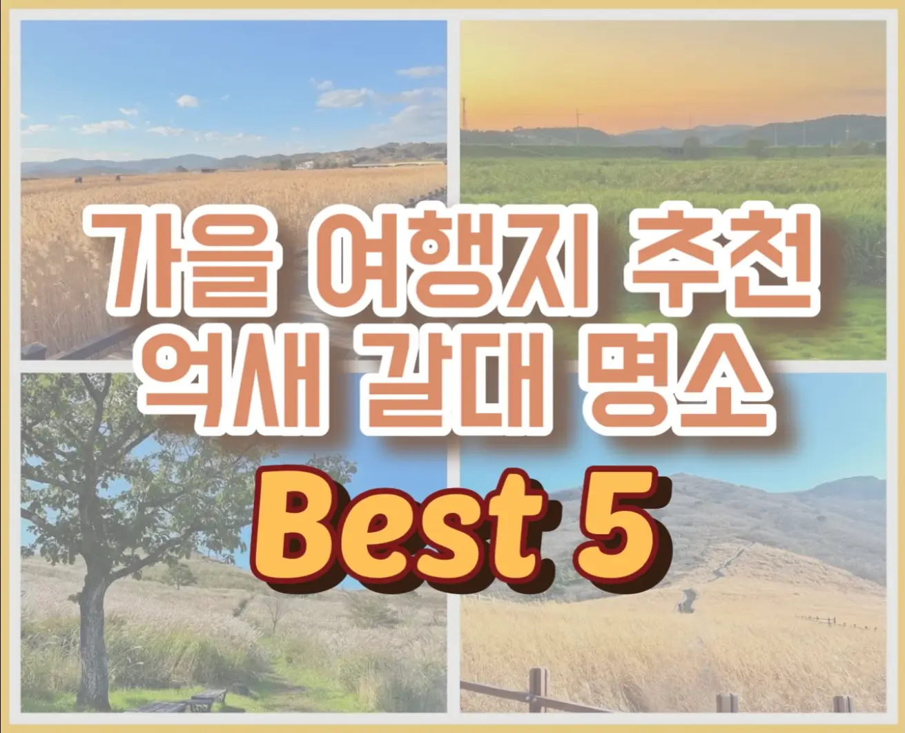  국내 가을 여행지 추천 전국 억새 갈대 명소 베스트 5 및 차이점
