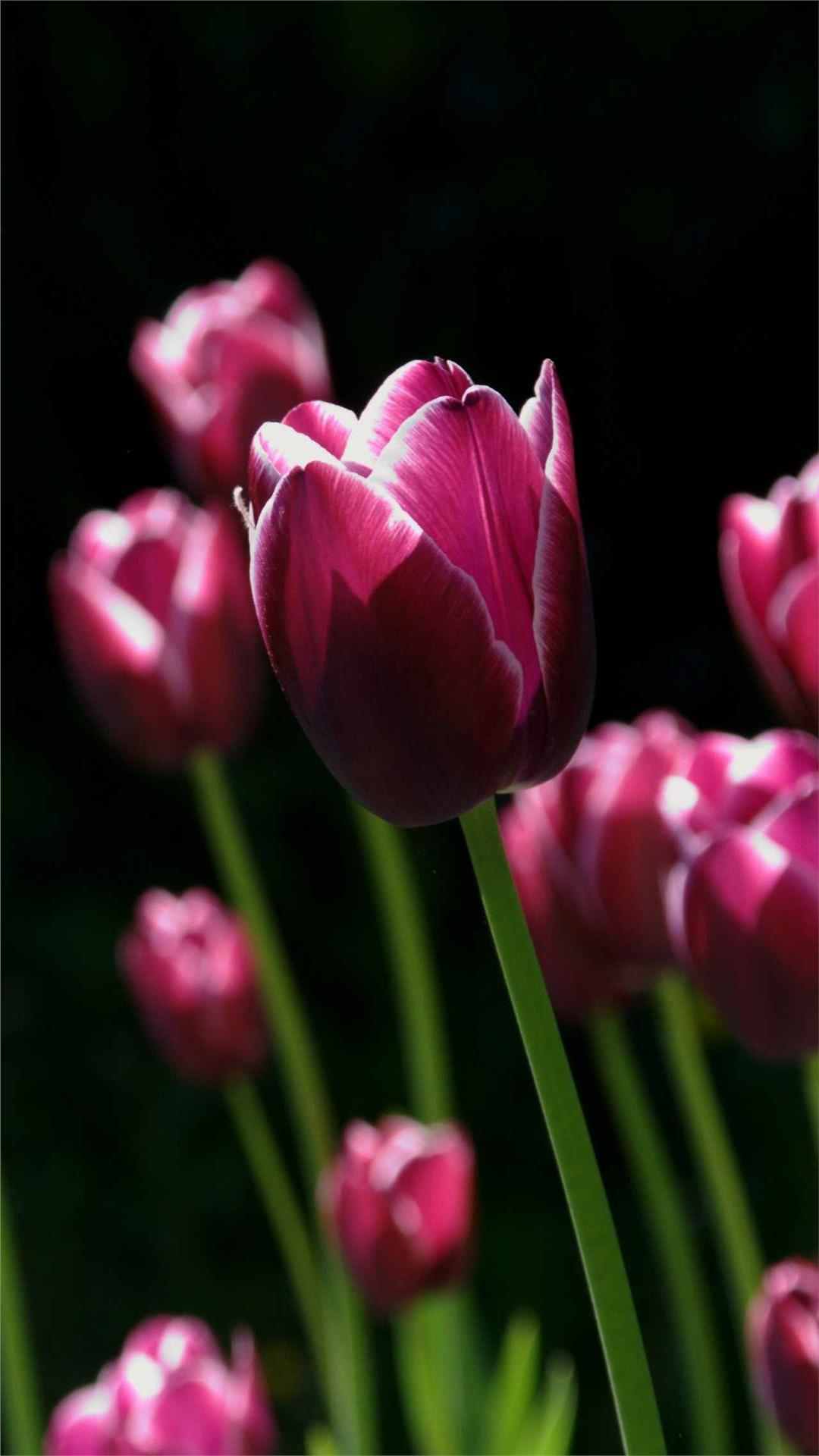 Tulip Flower iPhone Wallpaper