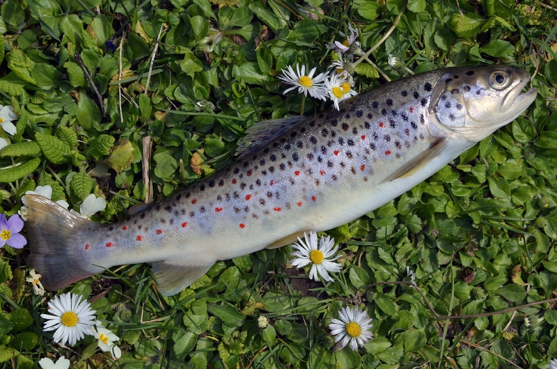 송어 (Trout)