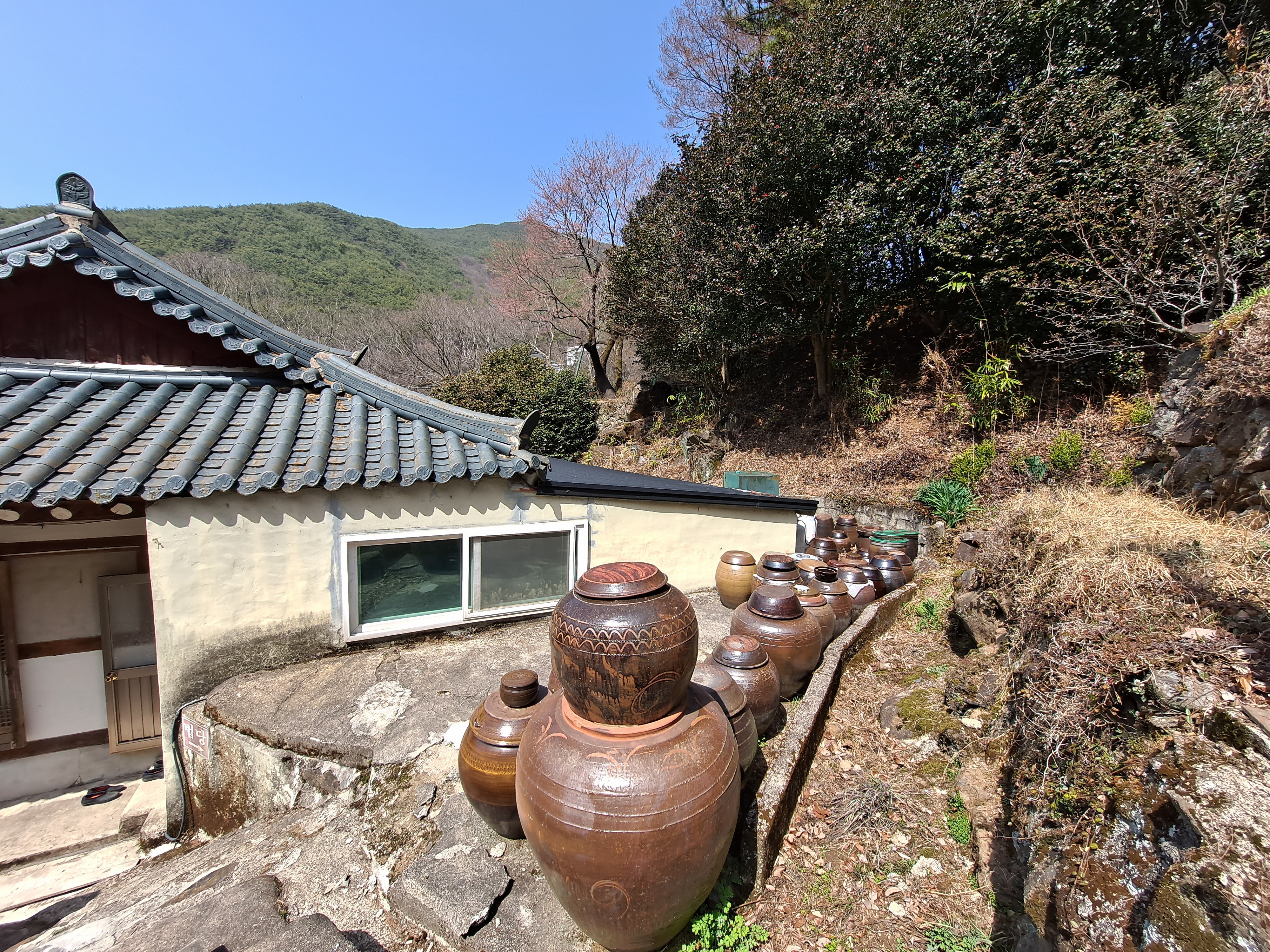  구례 화엄사 올벚나무&먹거리