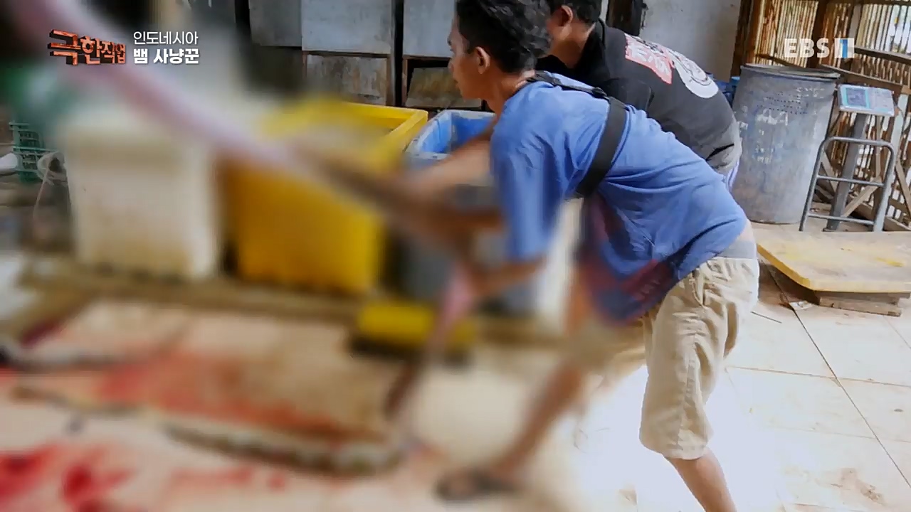 TV - 교육의 중심 EBS인도네시아 뱀사냥꾼.mp4_20221211_181511.366.jpg