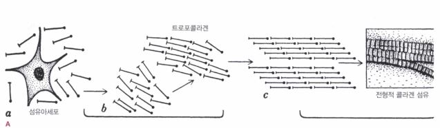 섬유아세포에서 콜라겐이 생성되고 기계적인 자극에 의해서 정렬이 일어나고 조직을 만드는 것을 나타낸 그림