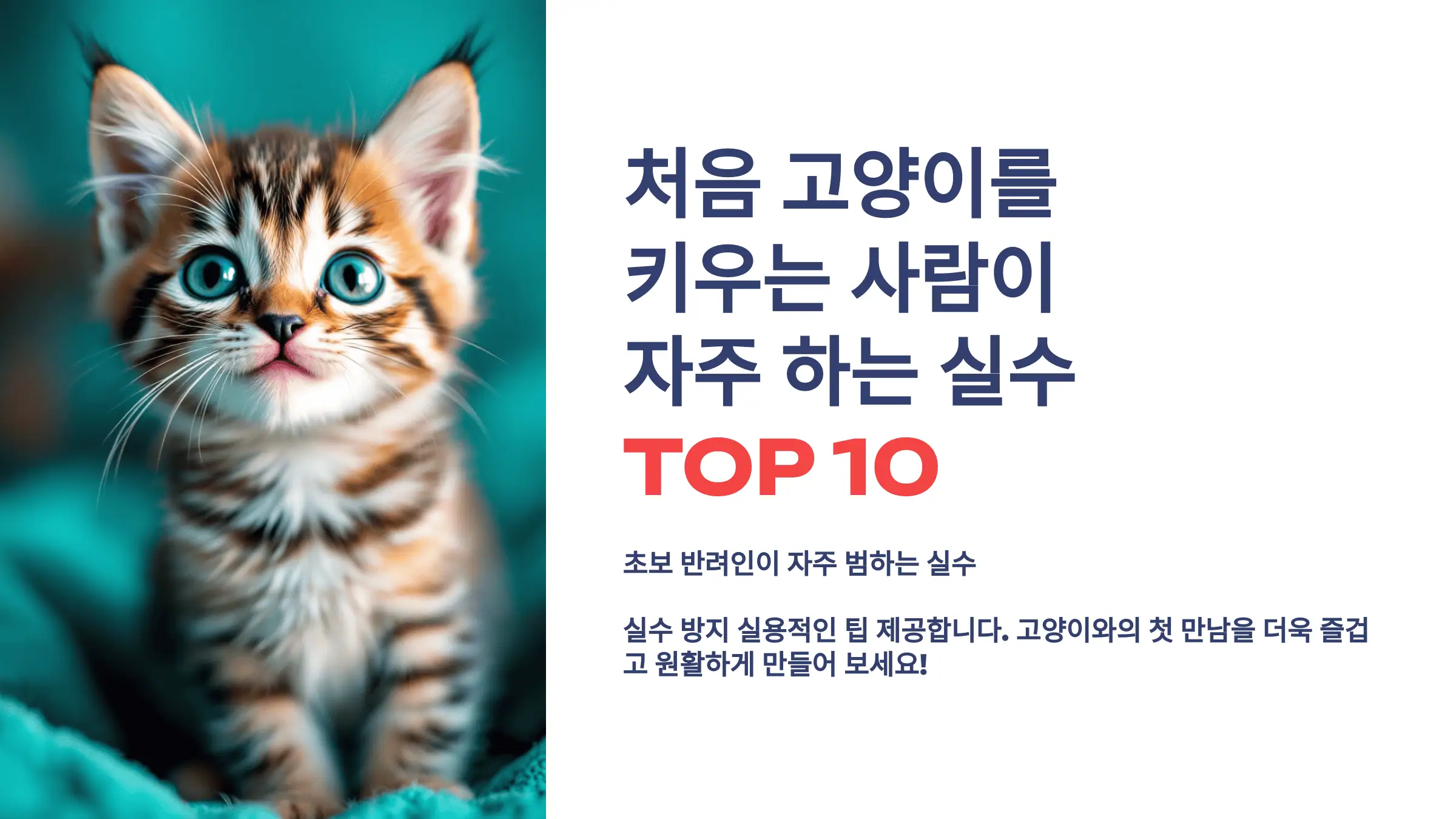 처음 고양이를 키우는 사람이 자주 하는 실수 TOP 10