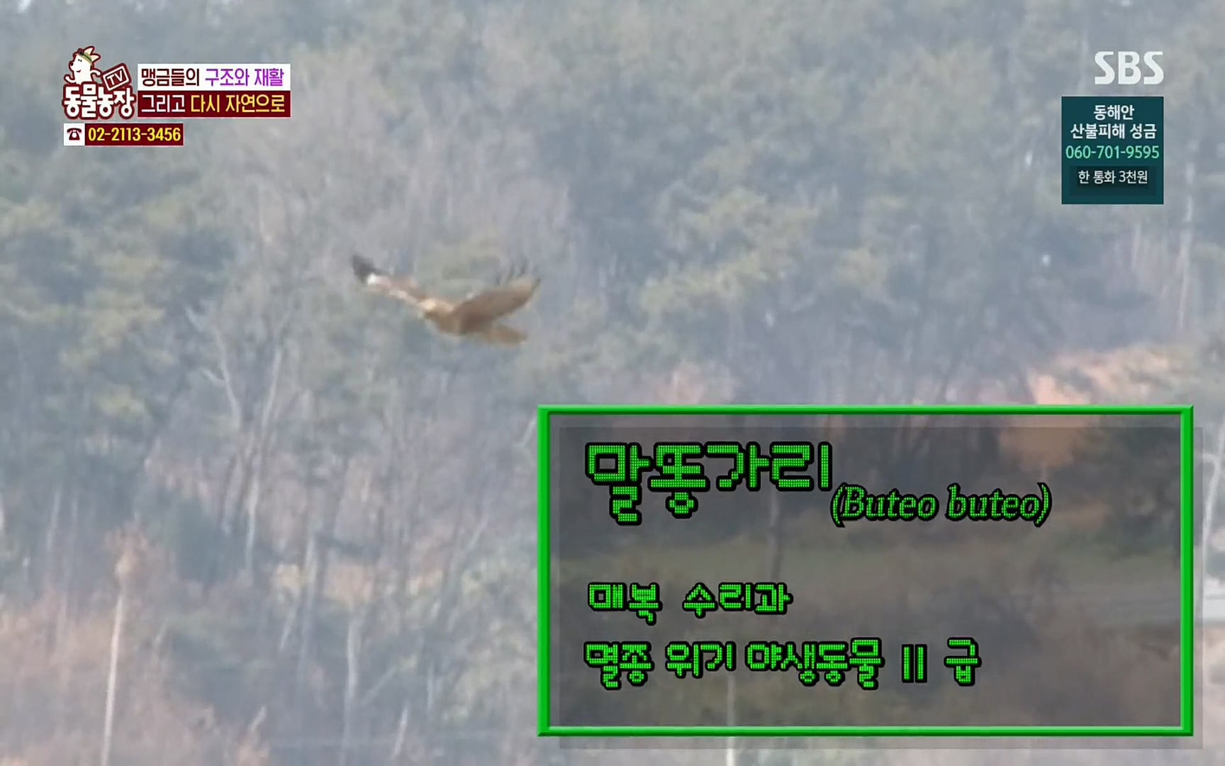TV 동물농장.E1061.220320p.H264-F1RST.mp4_20220320_181835.957.jpg