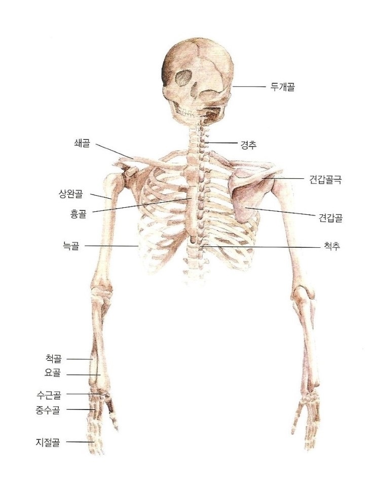  어깨와 팔의 근골격