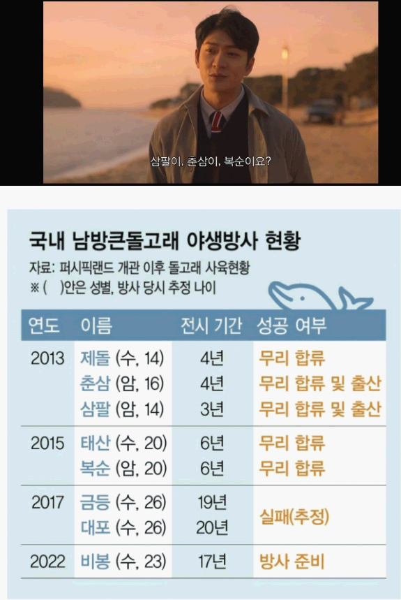 우영우 돌고래