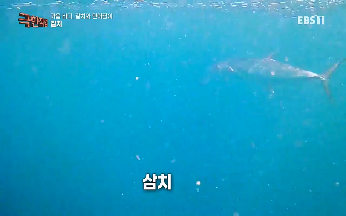 TV - 교육의 중심 EBS가을 바다, 갈치와 민어잡이.mp4_20220926_202228.991.jpg