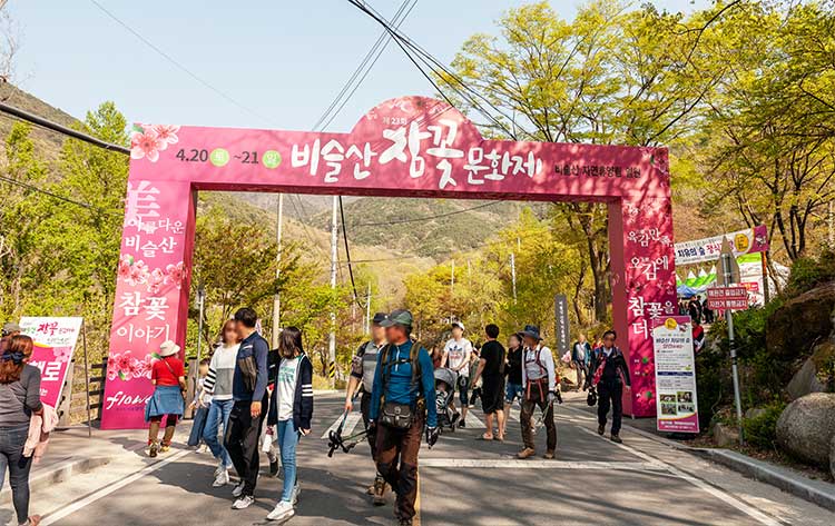 대구-비슬산-참꽃-축제-프로그램