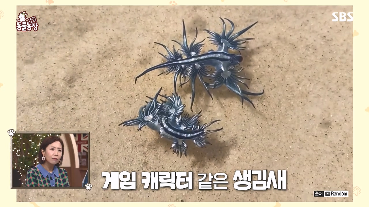 TV 동물농장.E1153.240108p-NEXT.mp4_20240107_170530.175.jpg