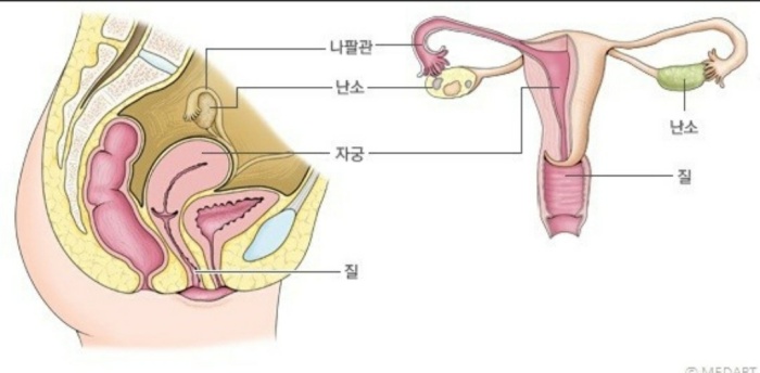 자궁 사진