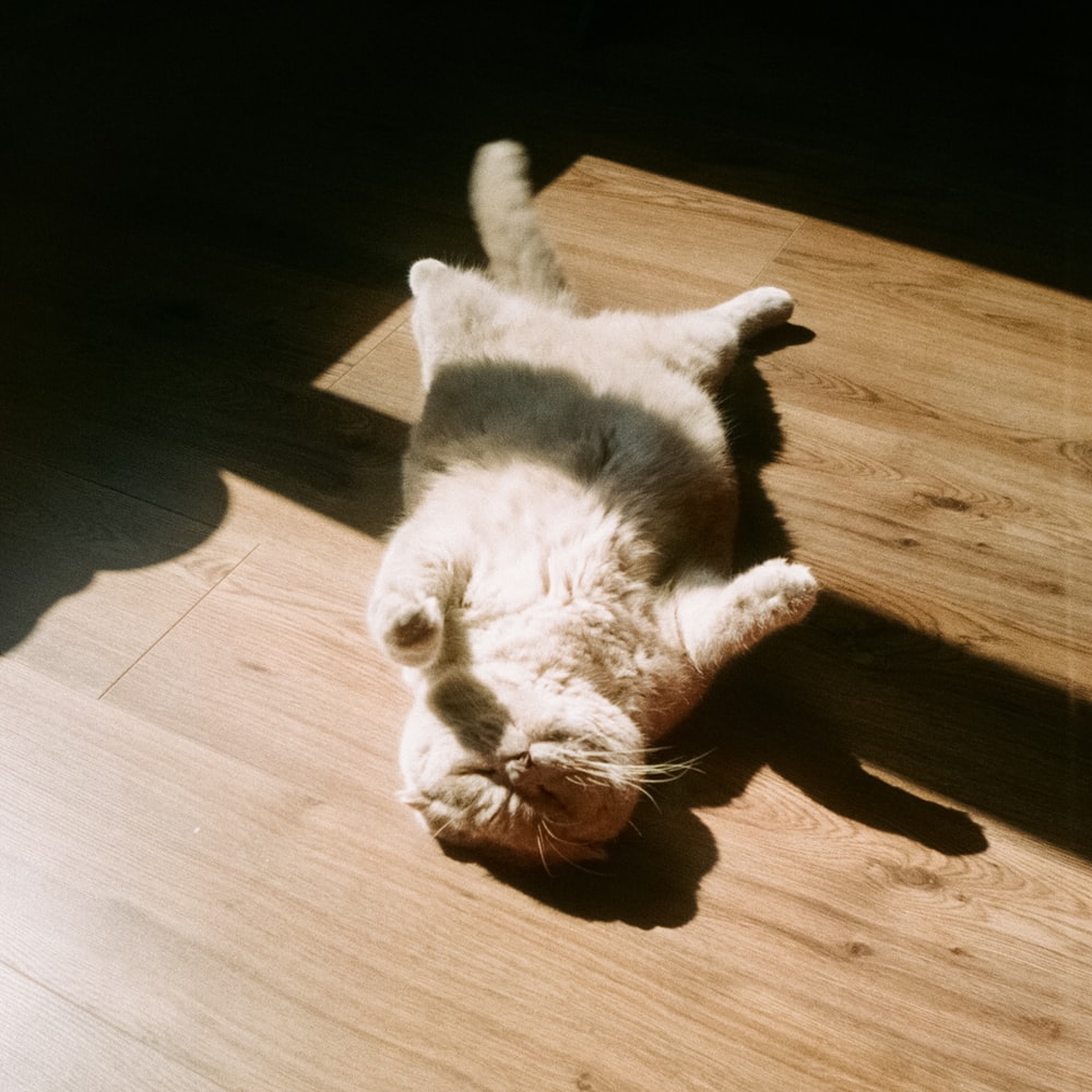 고양이 꿈해몽 태몽 34가지