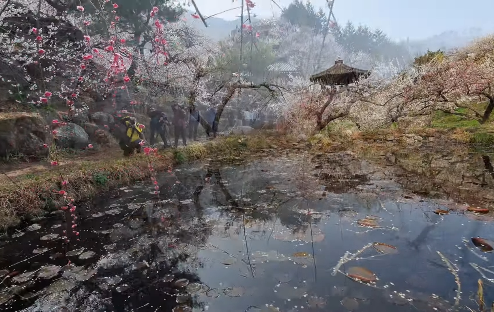 광양매화축제