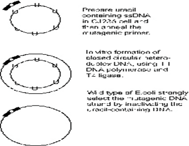  PCR-Uracil 을 이용한 Site-directed mutagenesis 실험 방법 정리