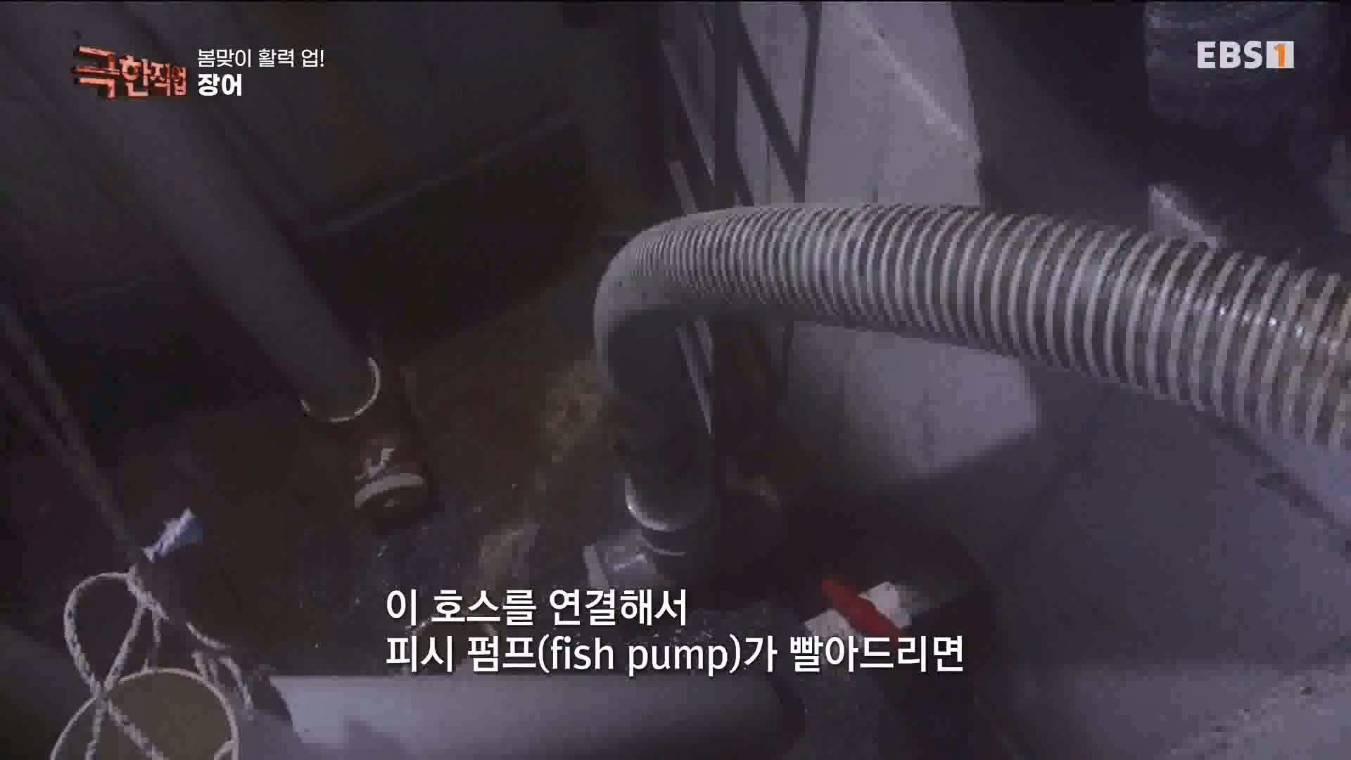 [극한 직업] 장어와 대왕문어 240316.mp4_20240317_153633.042.jpg