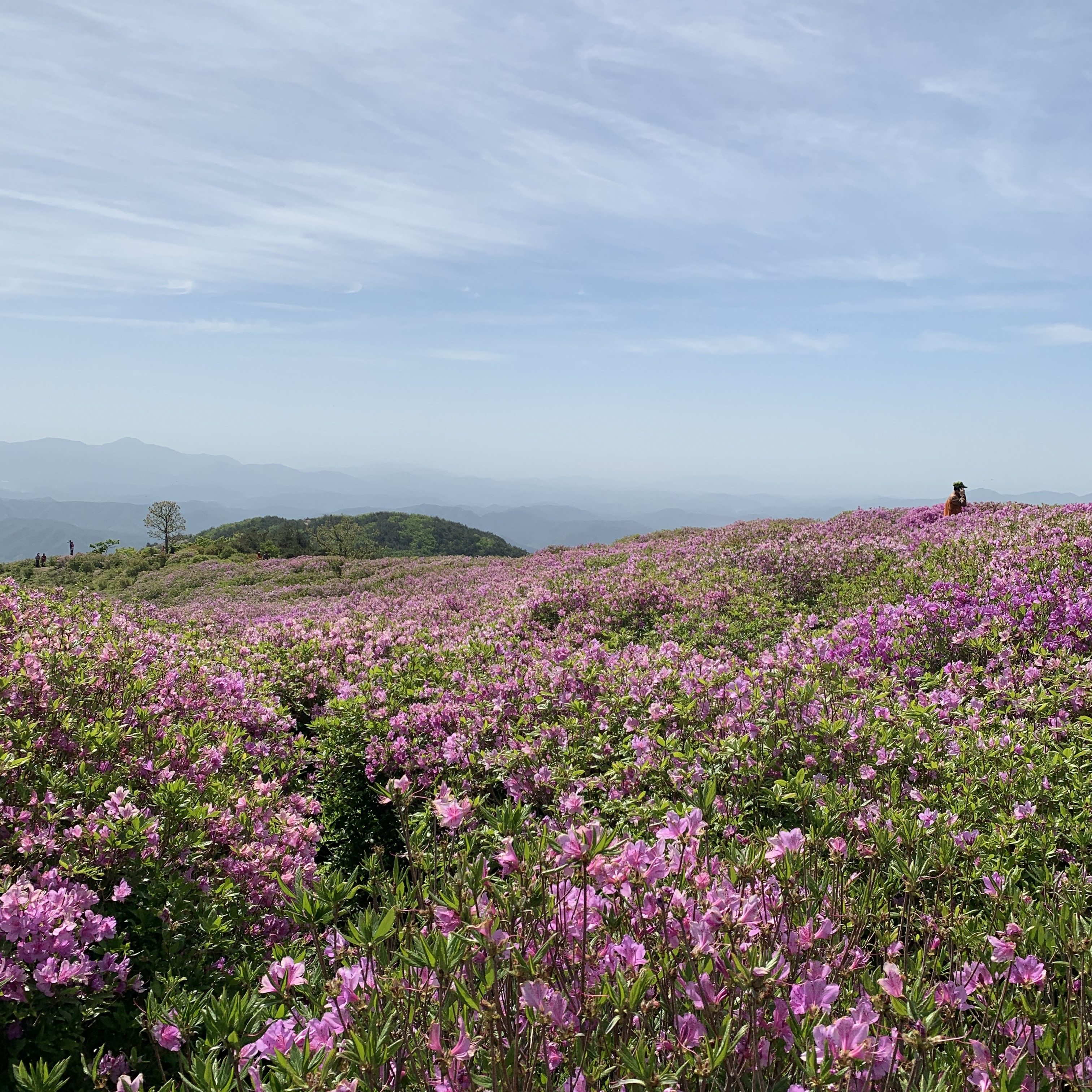  황매산 철쭉군락지 보러가는 길 추천! 주차 팁, 시간대까지