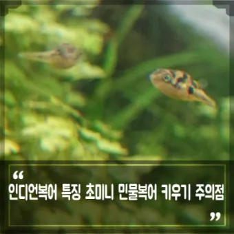 인디언복어 키우기 출산징후 수명 물갈이법 먹이 횟수 물온도_3