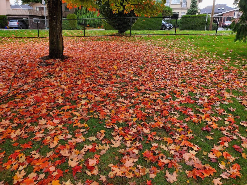  캐나다 밴쿠버 초등유학 / 조기유학 혹은 단기연수의 현실 (겨울방학은 절대 비추)