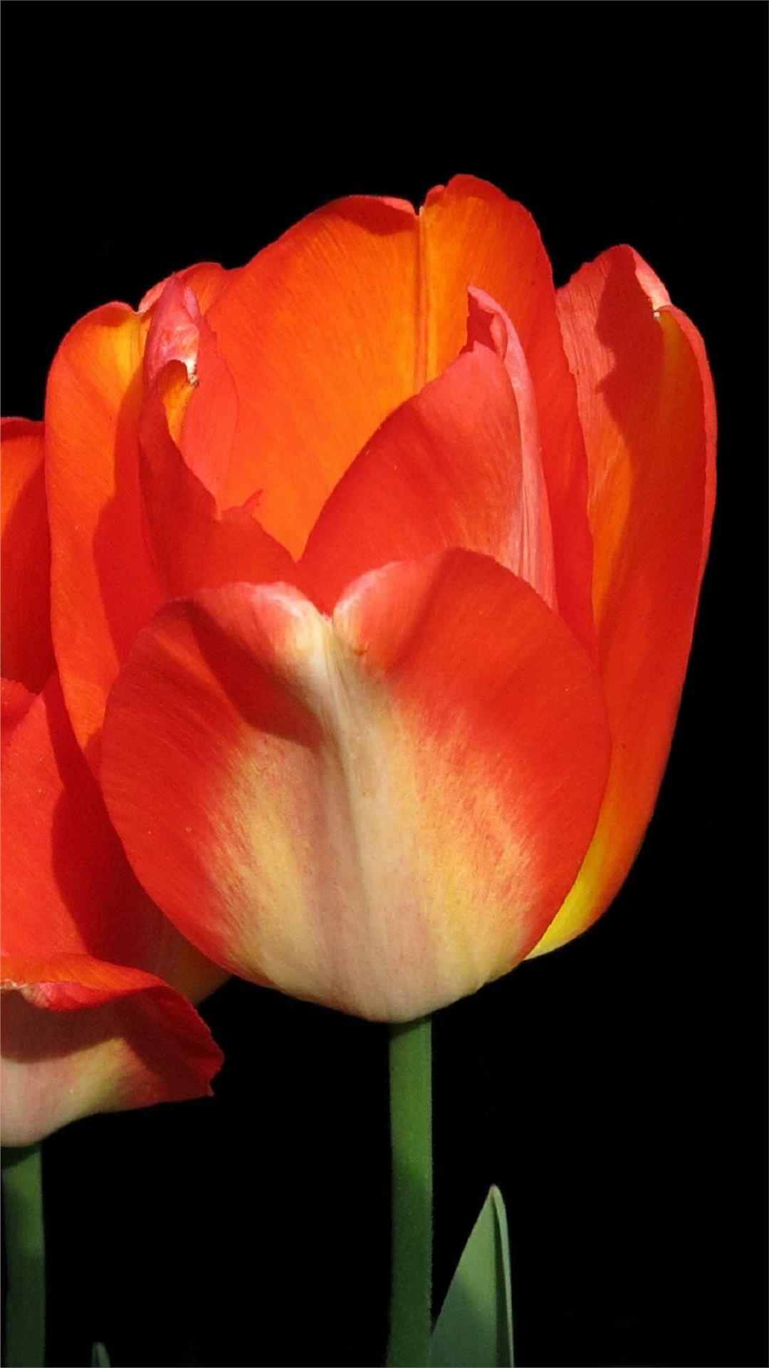 Tulip Flower iPhone Wallpaper