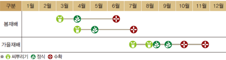 가을 김장배추 심는시기 파종시기와 방법