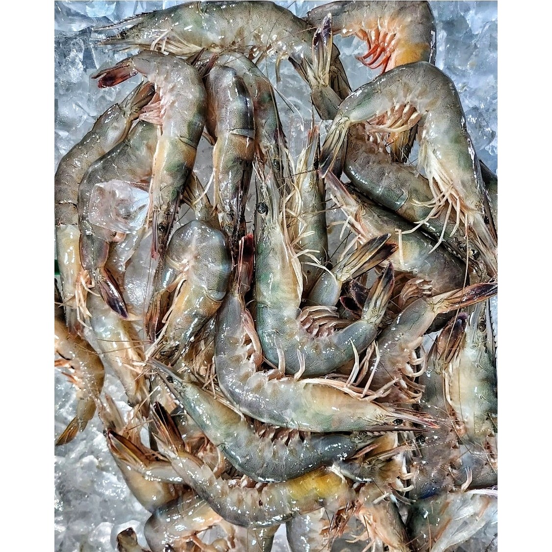 생물새우 인터넷 주문해서 맛나게 먹기