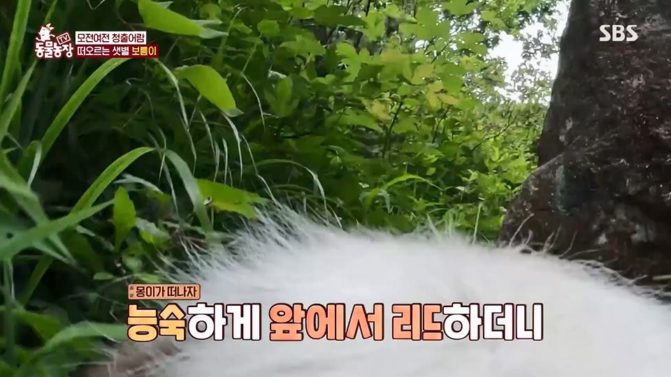 TV 동물농장.E1128.230709p.H264-F1RST.mp4_20230709_183520.945.jpg