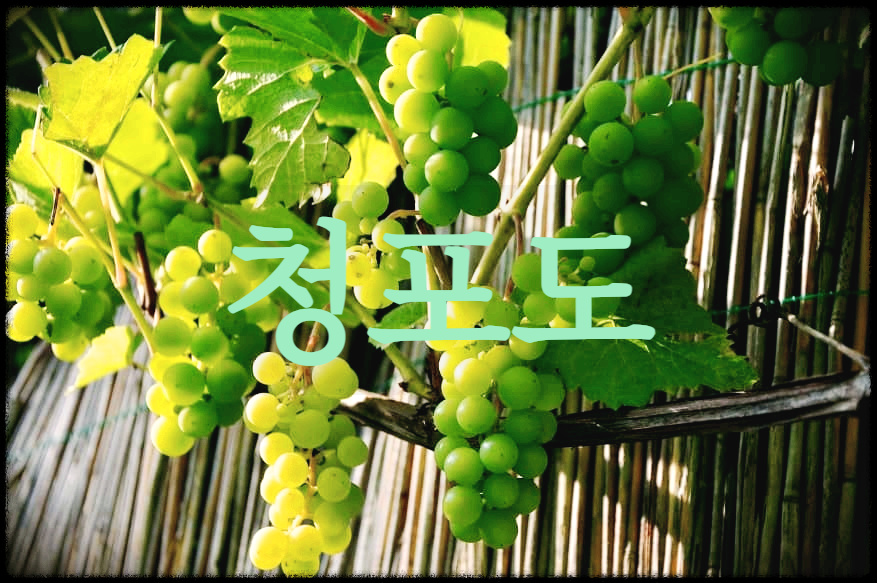  [시 감상]이육사 - 청포도
