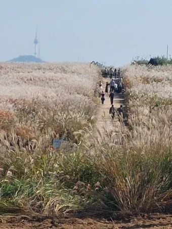 하늘공원 메타세콰이어길 산책 코스_21