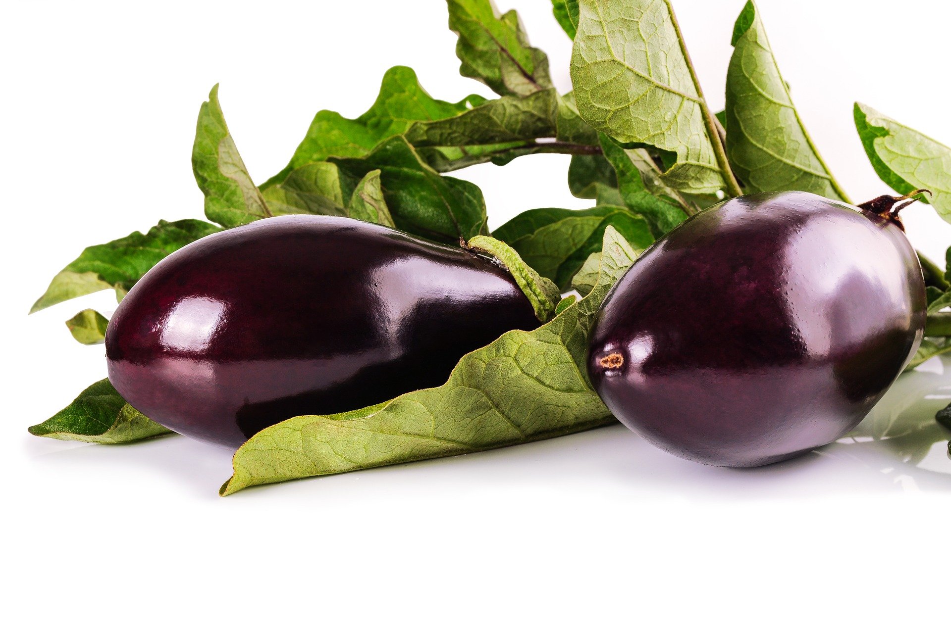 학명: Solanum melongena