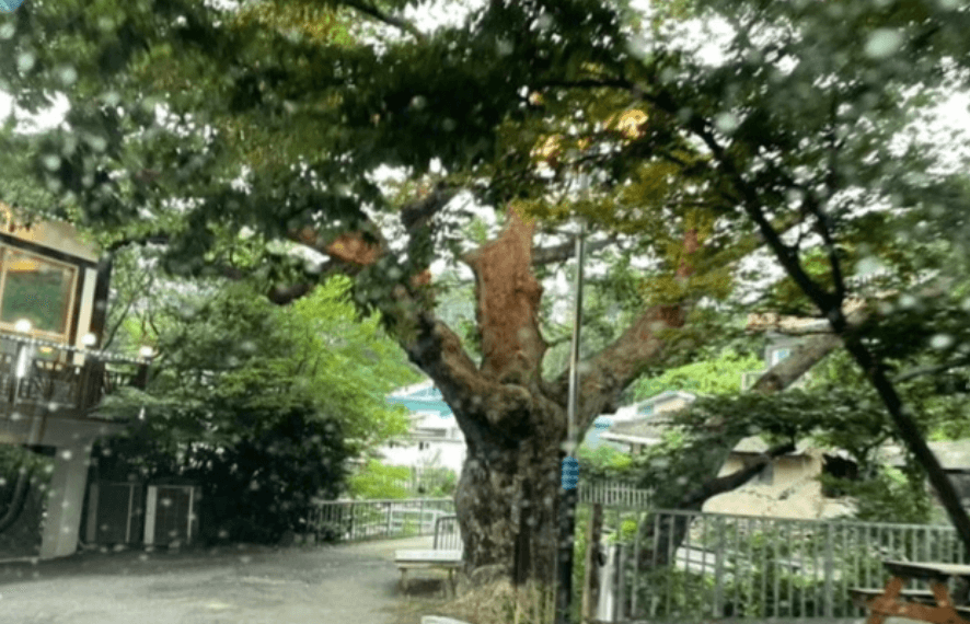 철마한우 엉게나무집 보호수 느티나무