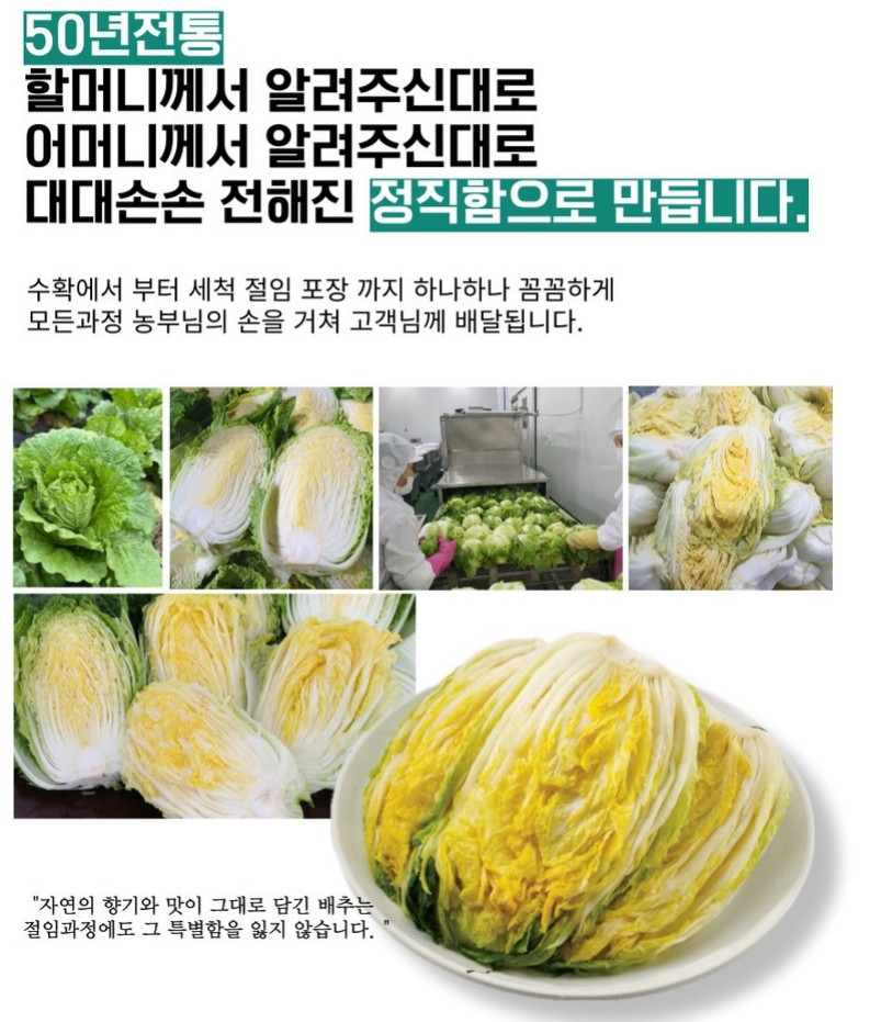  충청북도 괴산 절임배추 90일 속이꽉찬 괴산 김장배추
