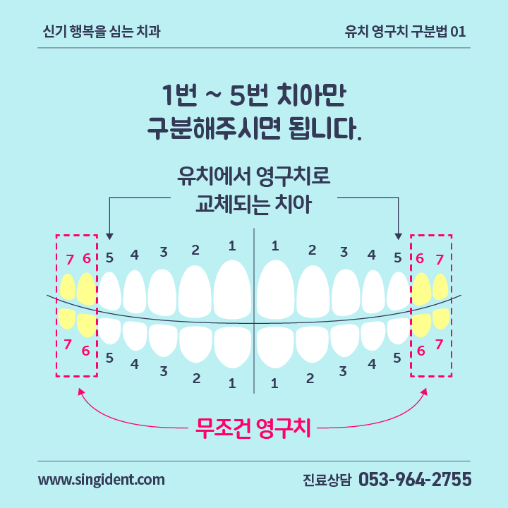 유치 영구치 구별법 : 네이버 블로그