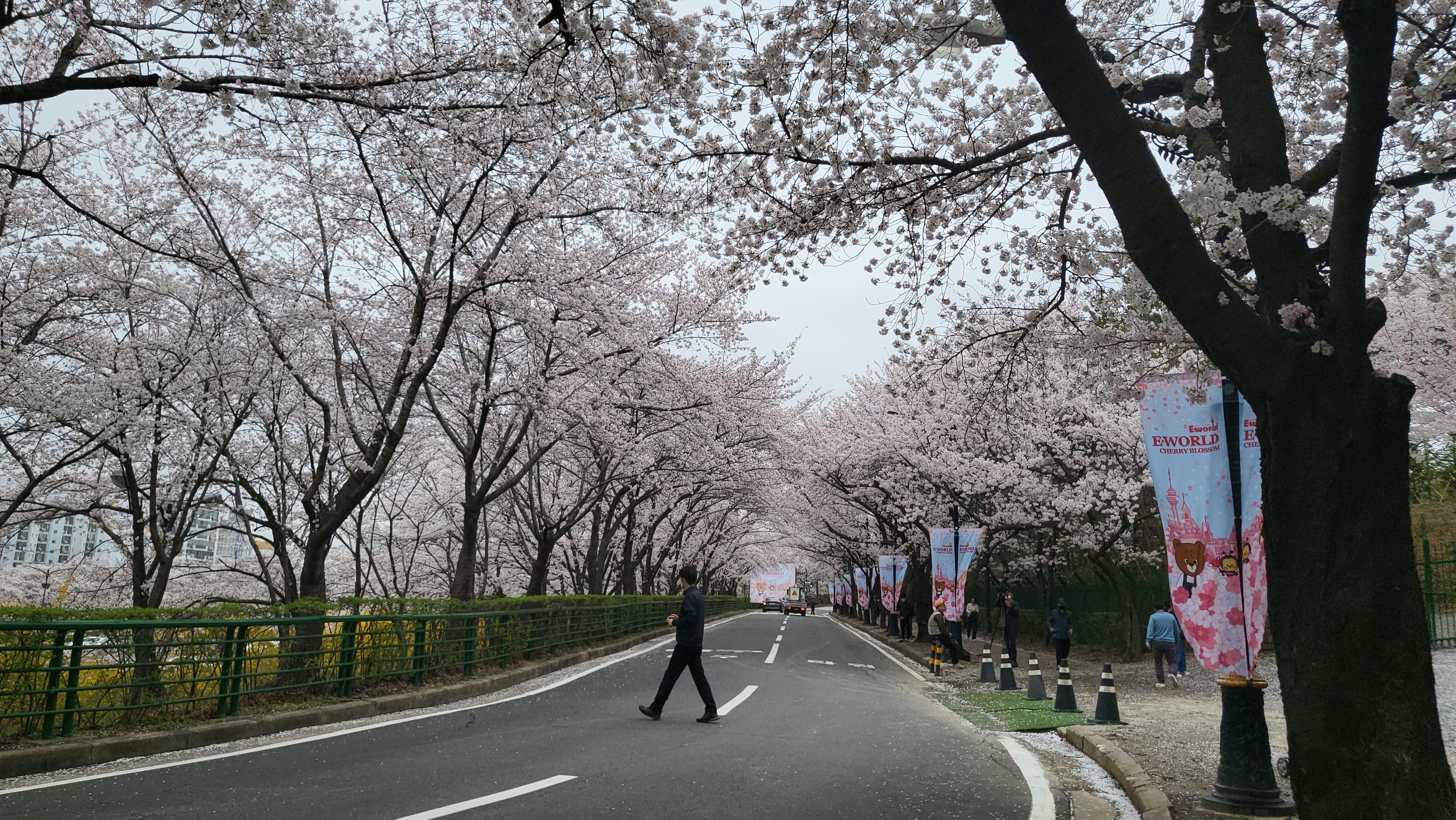 대구 벚꽃밭 9