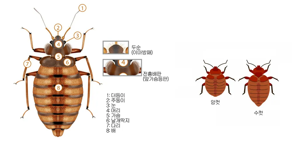 빈대-퇴치법-및-물린-자국-치료법