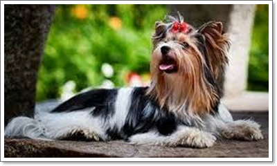  비바테리어(뷰어테리어) 분양가격과 성격, 크기 및 역사에 대해 (biewer terrier)