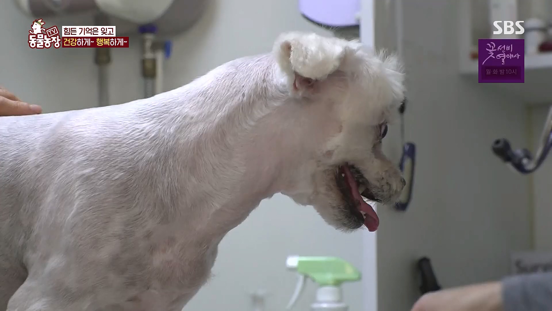 TV 동물농장.E1113.230326p.H264-F1RST.mp4_20230326_172523.181.jpg