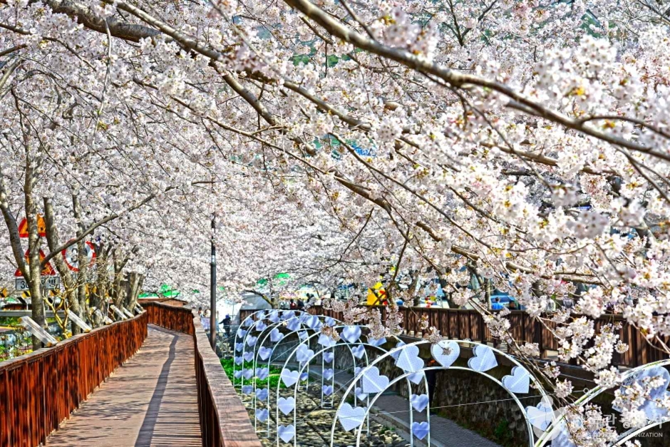 진해군항제 벚꽃 명소 전경