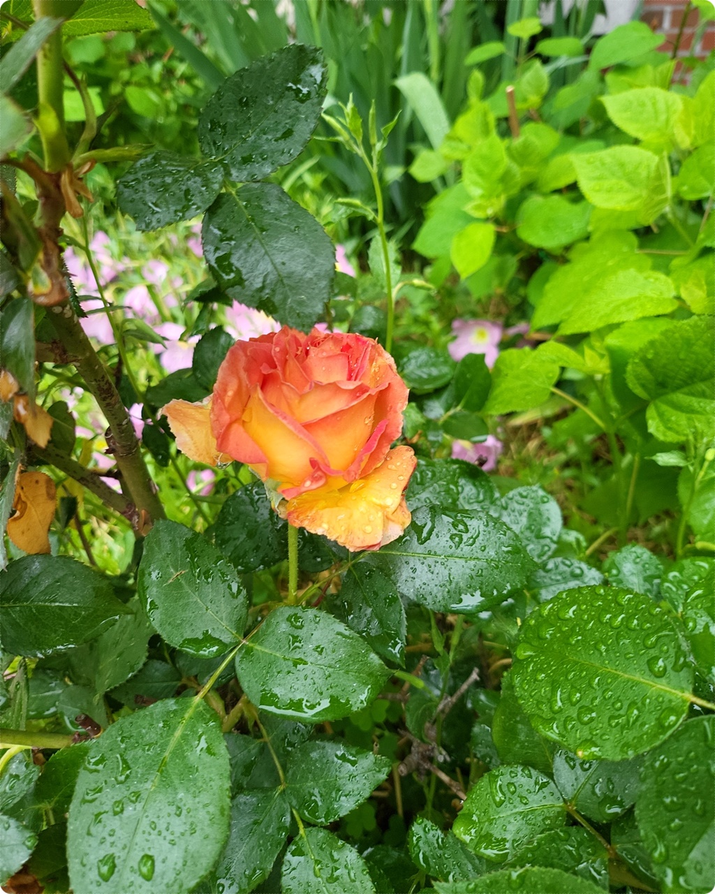  장미 꽃이 예쁘게 필려고 준비를 하고 있어요~
