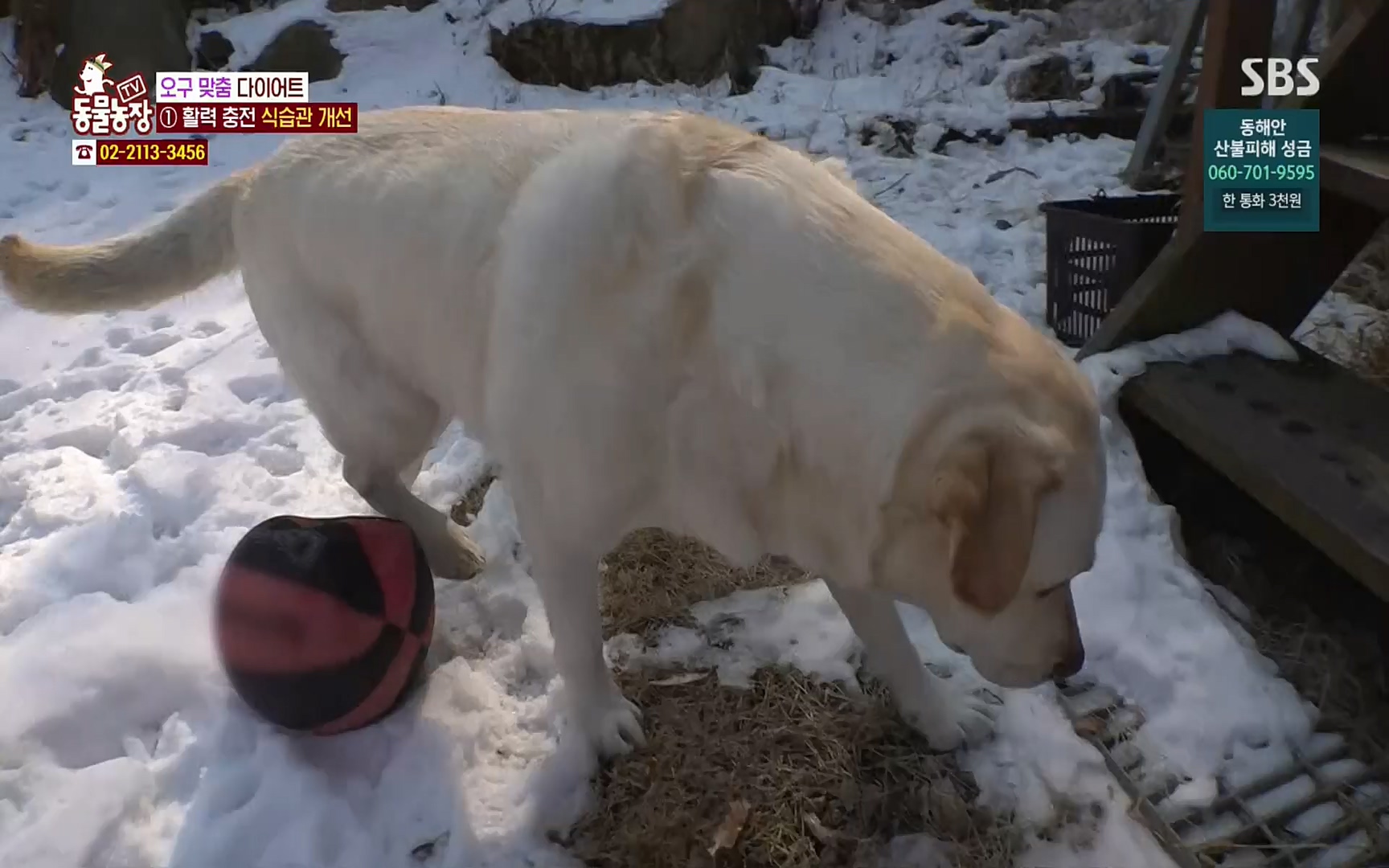 TV 동물농장.E1062.220327p.H264-F1RST.mp4_20220327_174422.311.jpg